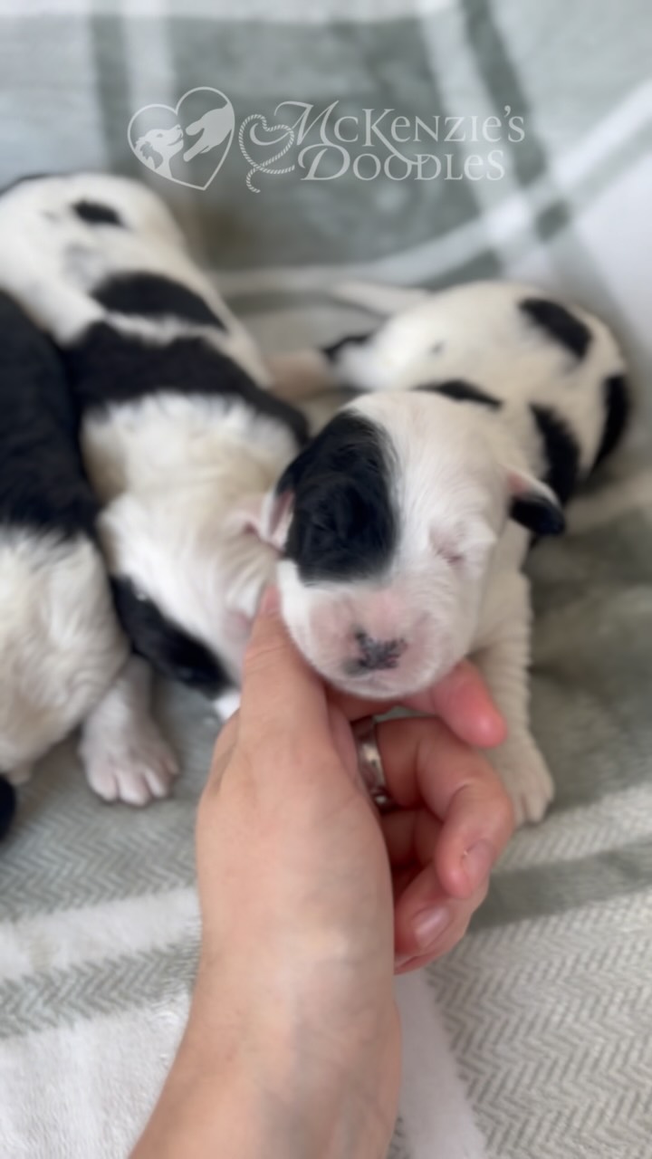 Sleepy sheepies 🥹❤️
F1 Sheepadoodles
Parents: Sweetpea & Huck
Expected weight: 50-70 lbs
4 boys & 3 girls
Ready 9/26🍁🍂🎃
All puppies will have wavy black & white coats and super family-friendly temperaments! Sheepadoodles are wonderful with children 🥰
#imnewhere #sleepy #sheepadoodle #virginia